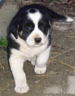 CUCCIOLO DI CANE DA GUADIA
