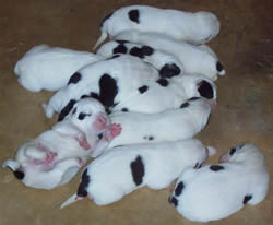CUCCIOLI DI PASTORE DELL'ASIA CENTRALE
