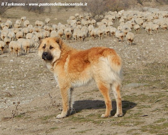 Il Mio Viaggio Nel Caucaso Georgia Alla Ricerca Del Cane Da