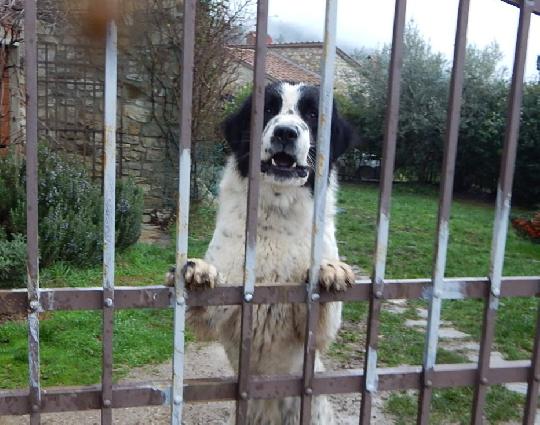 Cani Da Guardia Corsi E Stage In Tutta Italia A Domicilio