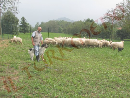 I Miei Cani Da Pastore Dellasia Centrale Con Un Gregge Di Pecore