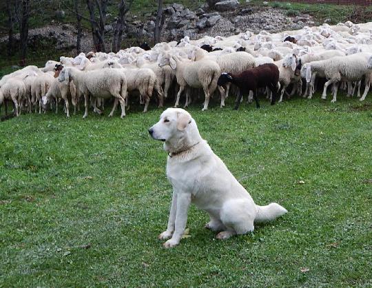 Cani Da Gregge E Cani Da Guardia Spesso Fratelli Ma Con Un