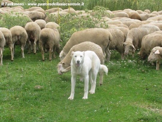 Facilitate clockwise official LINDA: …una “pantera” bianca, contro i lupi dell'Abruzzo! - Cani da  guardia, Pastore dell'Asia centrale, Cane da guardia