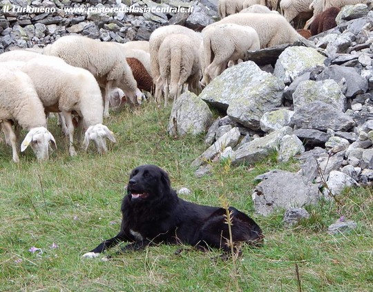 Nura Tuttaltro Che Una Pecora Nera Cani Da Guardia Pastore