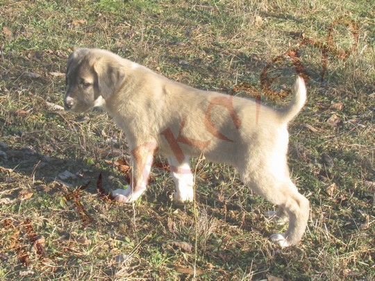 Dakar Sapore Di Razza Antica Cani Da Guardia Pastore Dell Asia Centrale Cane Da Guardia