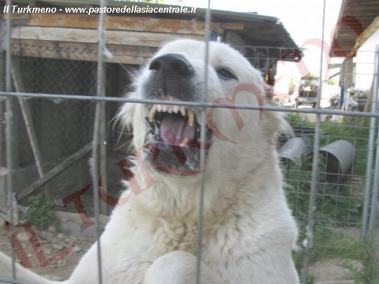 Cane Da Pastore Dell Asia Centrale Solo La Razza Non Basta Cani Da Guardia Pastore Dell Asia Centrale Cane Da Guardia