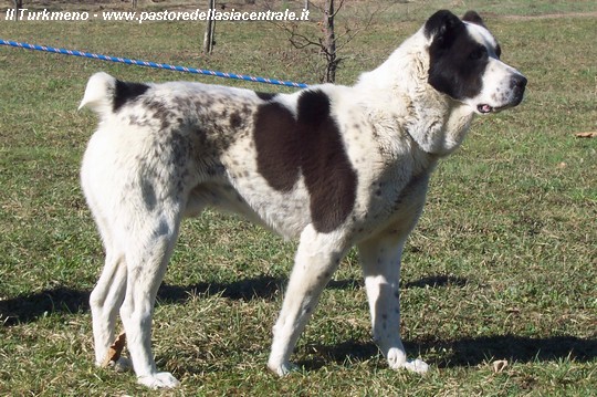 Storia Del Pastore Dell Asia Centrale Il Migliore Fra I Cani Da Guardia Cani Da Guardia Pastore Dell Asia Centrale Cane Da Guardia