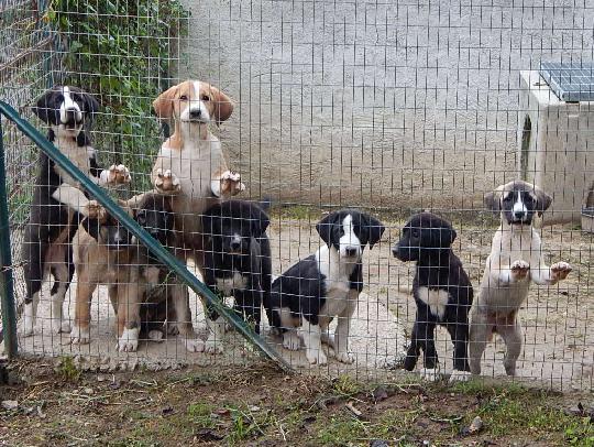 Cani Da Guardia Torino E Cuccioli Di Veri Cani Da Guardia Cani Da