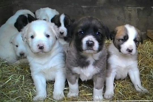 Valle Daosta Vendesi Cani Da Guardia Antintrusione E Cuccioli Di
