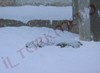 VIDEO - Filmati Rusticit dei miei cani da Pastore dell'Asia centrale